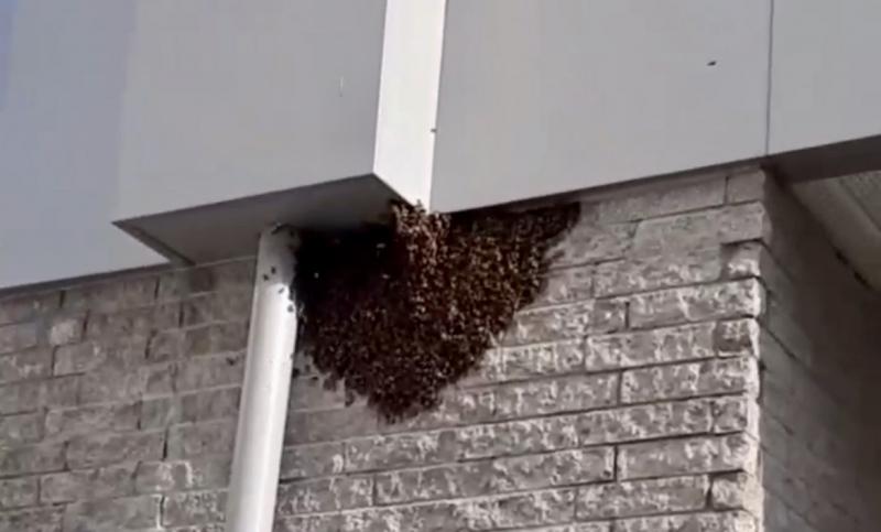 Потребовалась помощь спасателей: в Тольятти огромный рой пчел атаковал подъезд в многоэтажке