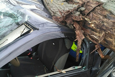 В Самаре рухнувшее дерево раздавило "Калину" и помяло "Приору"