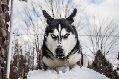 Шестилетнюю девочку покусала собака во время экскурсии в уральском питомнике