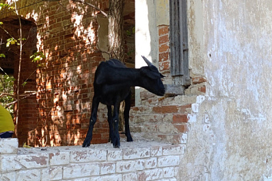В Самарской области животноводу запретили держать коз и овец