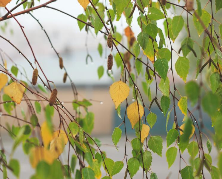 Погода на 31 июля 2025 года: народные приметы и прогноз синоптиков