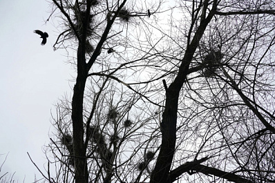 В России воплощают проект по восстановлению численности краснокнижных соколов