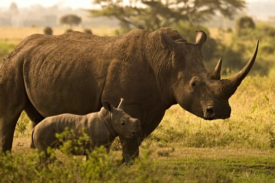 Всемирный день носорога. Утро Губернии