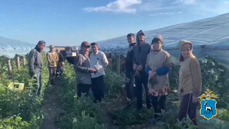 В Самарской области незаконные мигранты работали в теплице