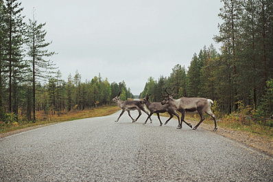 Полицейские проверили парковку с запертыми оленями