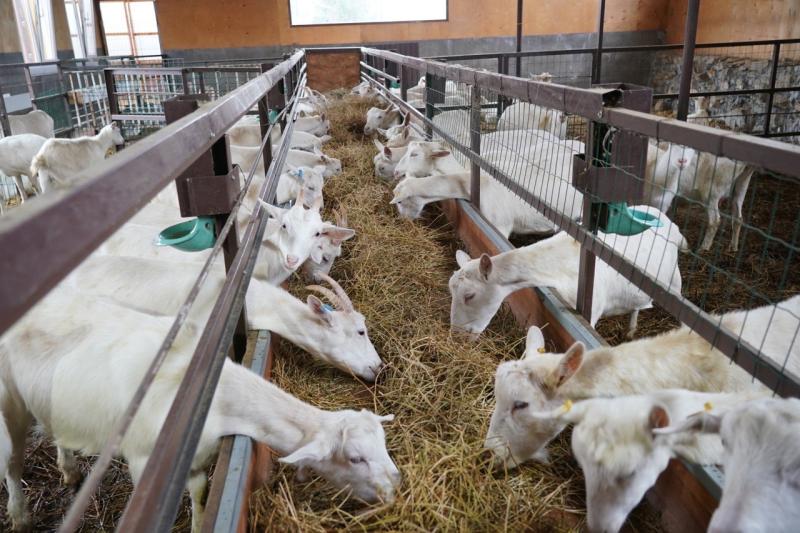 В Самарской области стартовал третий поток образовательной программы "Школа фермера"