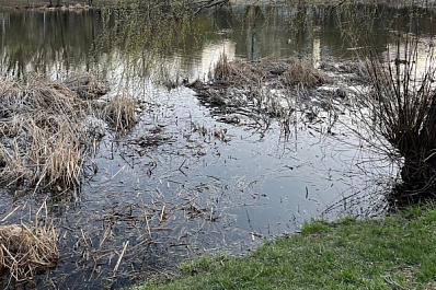 Без чаек и уток: самарцам рассказали, в каких водоемах нельзя купаться