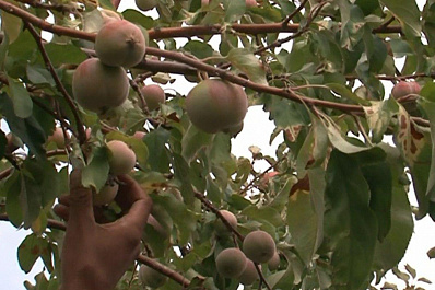 В ноябре в Самаре начнет работать «Школа садоводов»