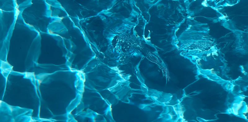 На Алтае годовалая девочка утонула в надувном бассейне