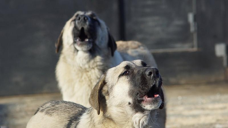 В Самаре предложили расширить сеть зооприютов для решения проблемы бродячих собак