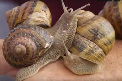 Соцконтракт помог супругам из Ставропольского района открыть улиточную ферму