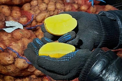 Картофельные селекционеры "Агростара" вырастили новый сорт картофеля