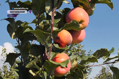 В Самарской области начался сбор яблок