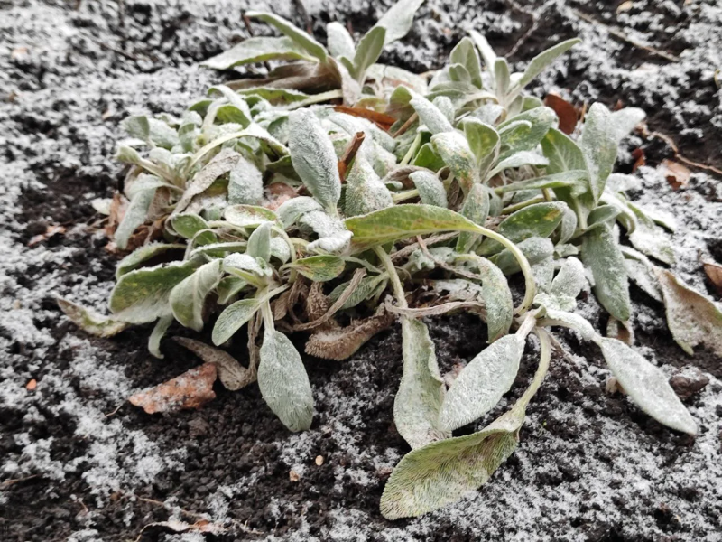 Снежно и прохладно: погода в Самарской области 22 апреля