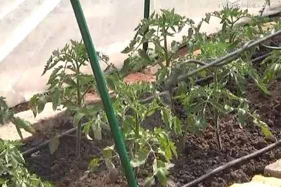 Дачные советы 26.05.2016