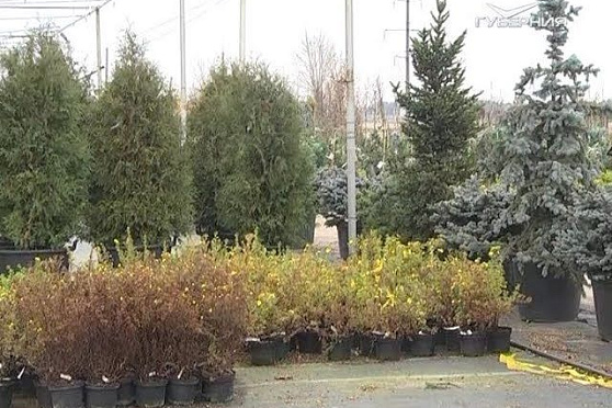 Утепление растений. Дачные советы от 09.11.2017