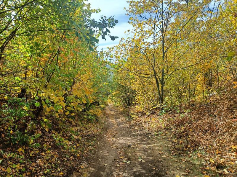 Лось и косуля с любопытством изучили фотоловушку биологов