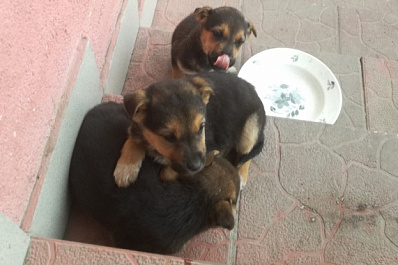 Заживо замерзают: в Самаре спасают четырёх мохнатых щенков