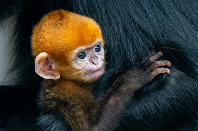 В России родилась редкая оранжевая обезьяна