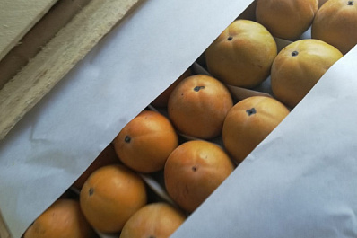 В Самарскую область пытались незаконно ввезти 20 тонн фруктов из Казахстана