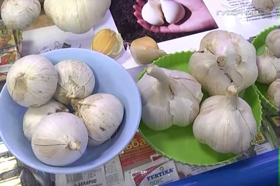 Дачные советы 25.08.2016. Рокамболь. Заболевания и вредители тепличных культур