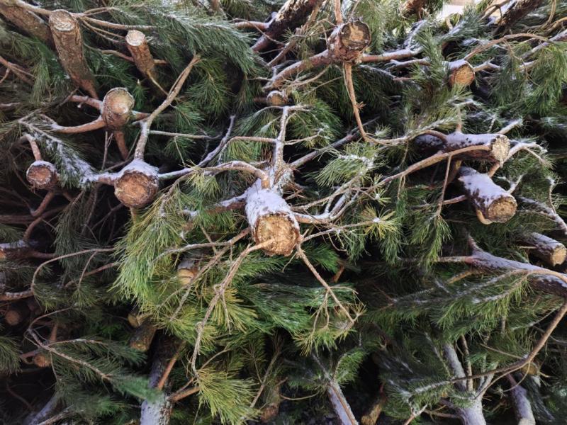 В Самару к Новому году начали завозить елки на продажу