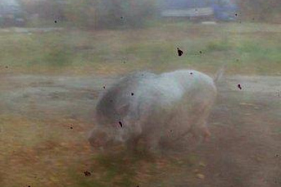 Гуляющий возле школы кабан напугал жителей Рубежного