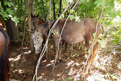 Полицейские по горячим следам задержали чапаевского конокрада