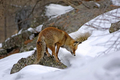 В Нижегородской области с 1 марта запрещена охота на все виды животных 