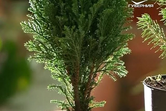 Хвойники и уборка снега. Удачные заметки от 09.01.2018