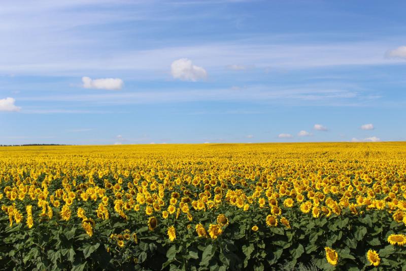 Поле с конем: как в Самарской области выращивают пшеницу и разводят лошадей