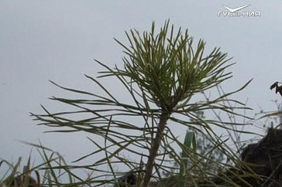 В Тольятти высадили 5 тысяч сеянцев сосны