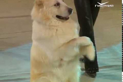 В Самарском цирке представили программу Марицы и Дана Запашных