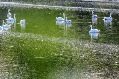Перелетные птицы не спешат покидать водоемы Поволжья