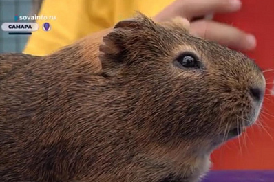 В самарском зоопарке состоялась "солнечная" акция