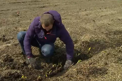 В Безенчукском районе собирают ранний урожай моркови
