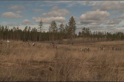 В Тольятти волонтеры высадили более 25 тысяч сосен