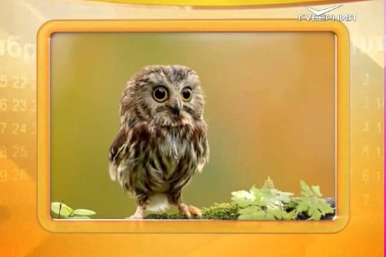 Календарь губернии 3.10.2015 