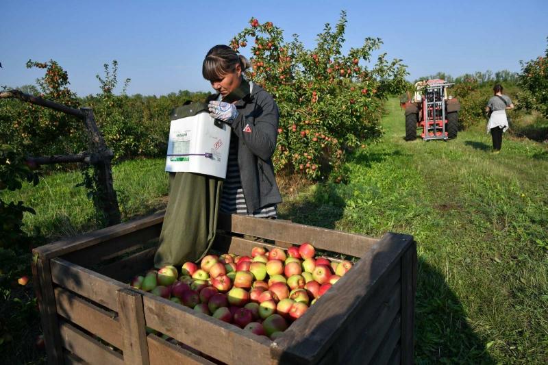 В Сызранском районе планируют собрать 4 тыс. тонн яблок