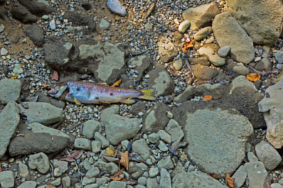 Аммиак погубил всю живность в озере на Аэродромной