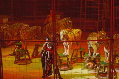 Хищники "Королевского цирка" выступят в Самаре