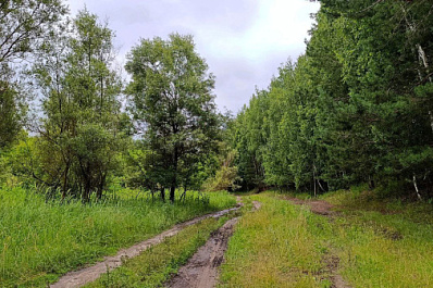 В Самарской области с 26 по 29 июля ожидается пожарная опасность лесов 5-го класса