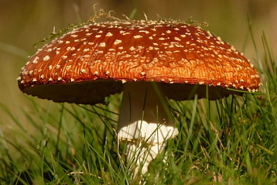 Неизвестный науке вид грибов открыли ученые