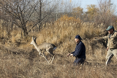 В Самарской области в сафари-парк выпустили косуль 