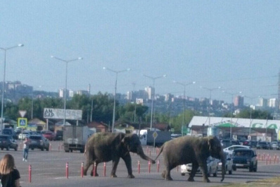 По Самаре разгуливают слоны
