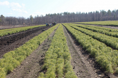 В Самарской области в 2022 году новый лес посадят на площади в 800 гектаров