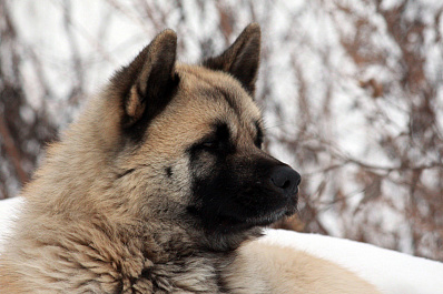 Гордума обсудила возможность создания в Самаре спецплощадок для выгула собак
