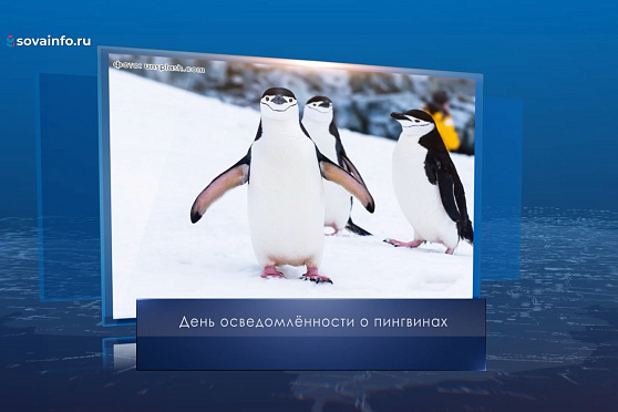 День осведомленности о пингвинах. Календарь Губернии от 20 января