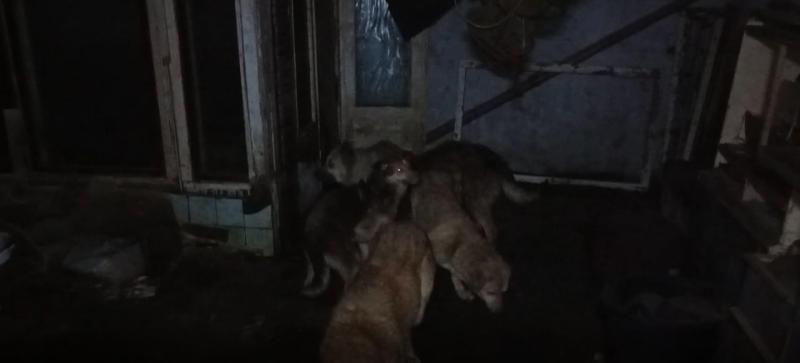 "Было сыро и грязно": в Самарской области в гараже нашли и спасли пятерых собак