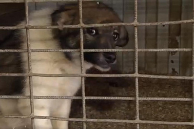 Что происходит с бездомными животными после попадания в приюты Самарской области?